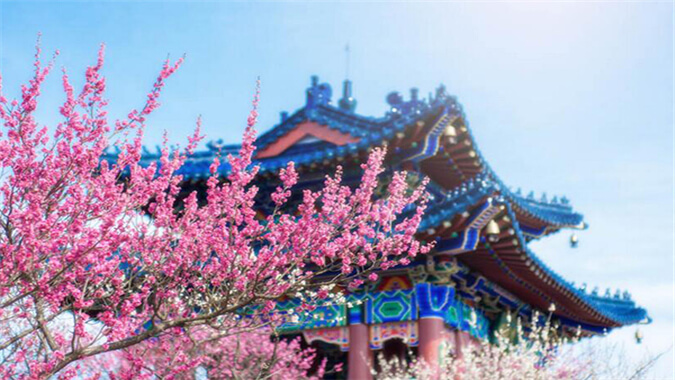 China Nanjing International Plum Blossom Festival 南京梅花节